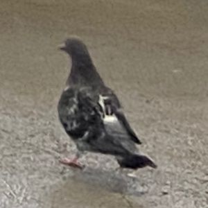 Meet your Posher, Isabelle